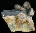 Two Hoploscaphities plenus Ammonites #6122-3